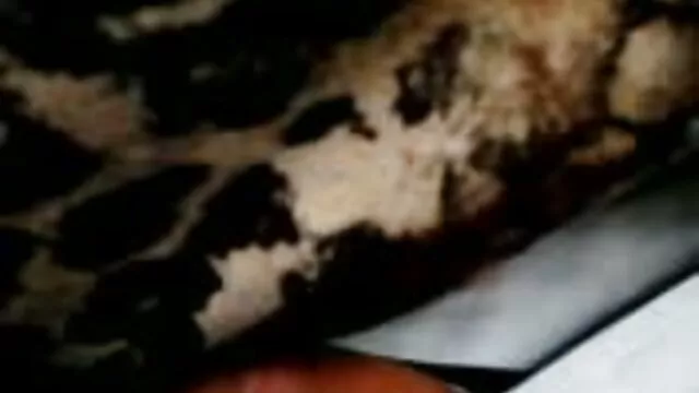 poli coños peludos y calientes